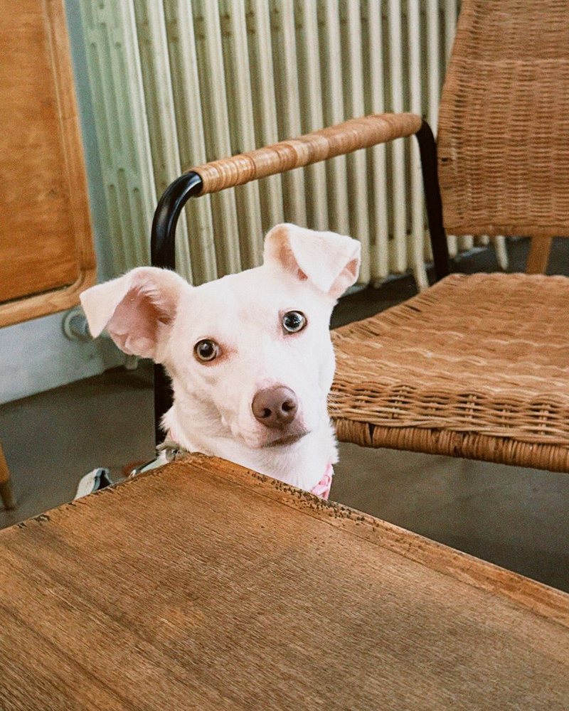 Blanca, a small white dog, looking over the edge of a table