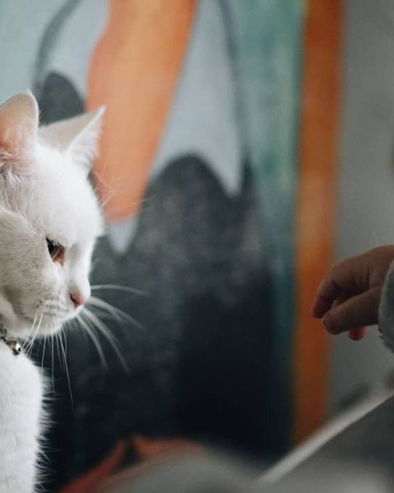 Mathilda, a white Van cat, in profile